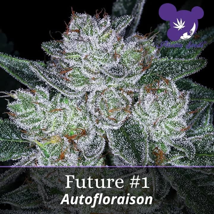Future #1 Auto