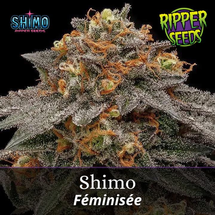 Shimo