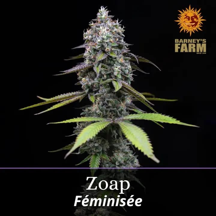 Zoap