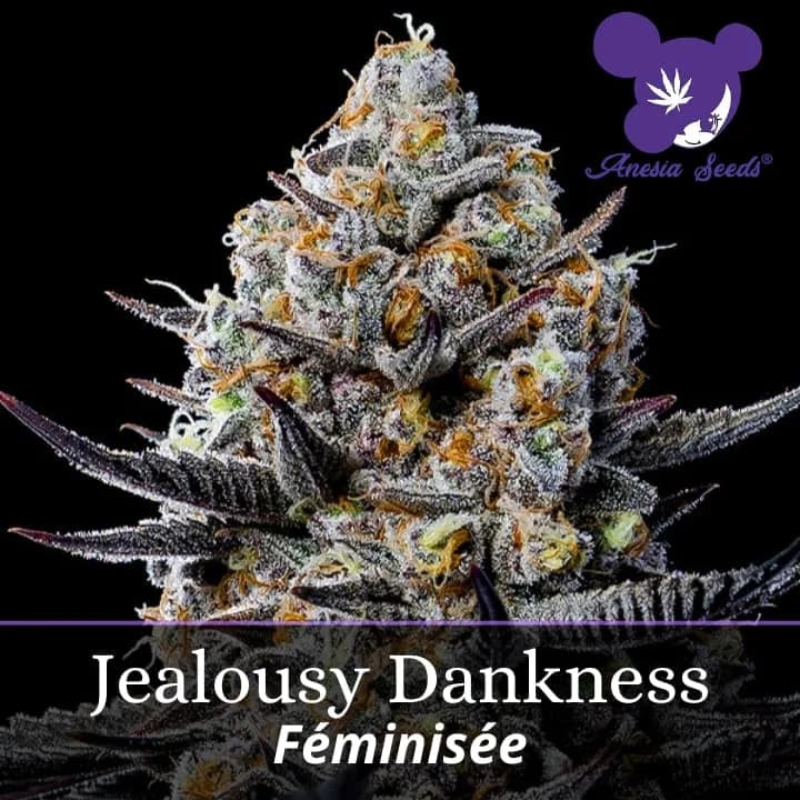 Jealousy Dankness