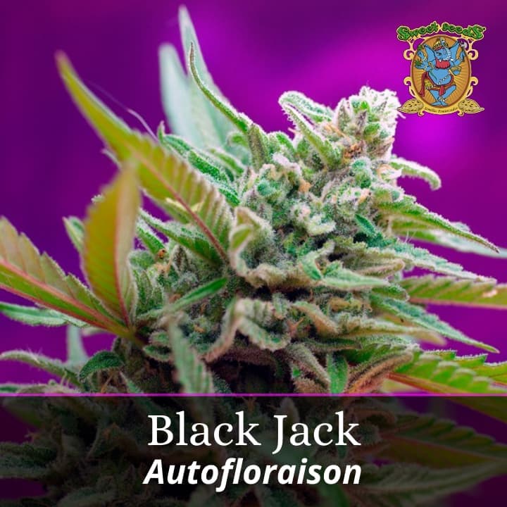 Black Jack Auto