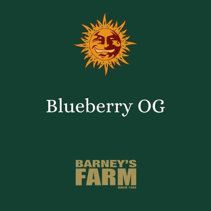Blueberry OG