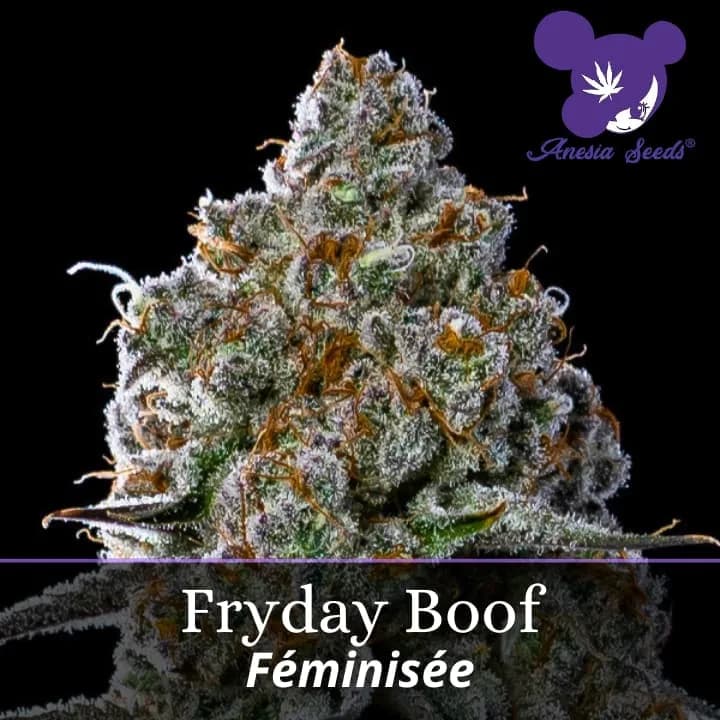 Fryday Boof