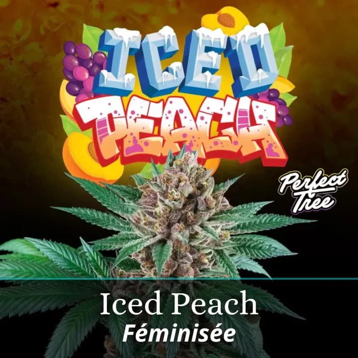 Iced Peach
