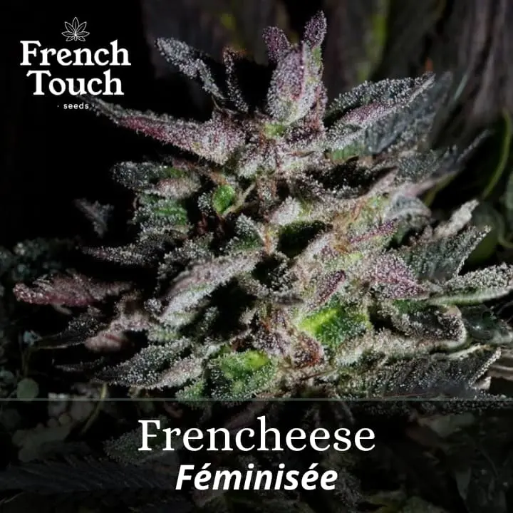 Frencheese