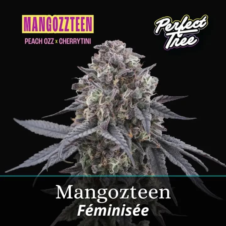 Mangozteen