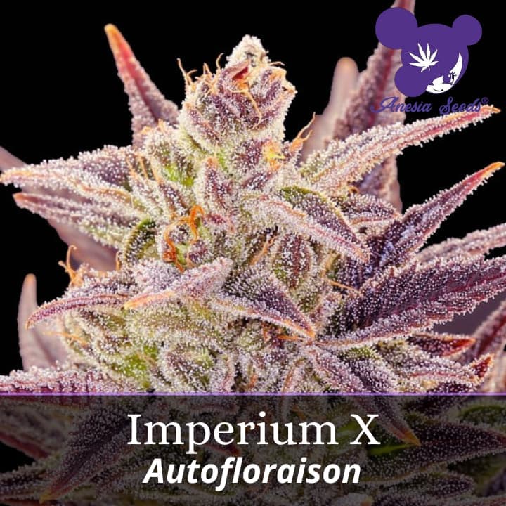 Imperium X Auto