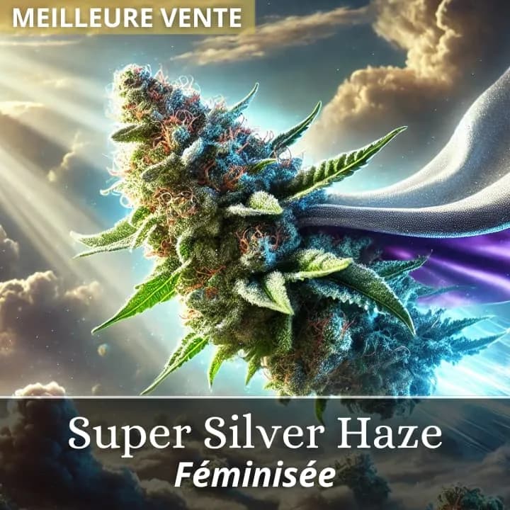 Super Silver Haze