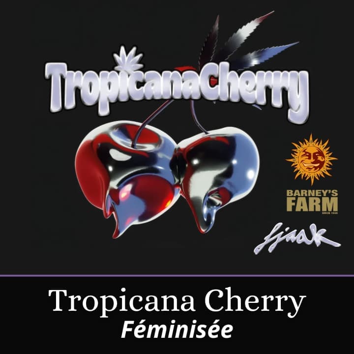 Tropicana Cherry