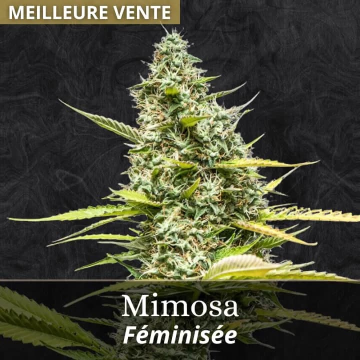 Mimosa