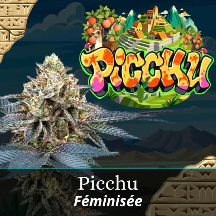 Picchu