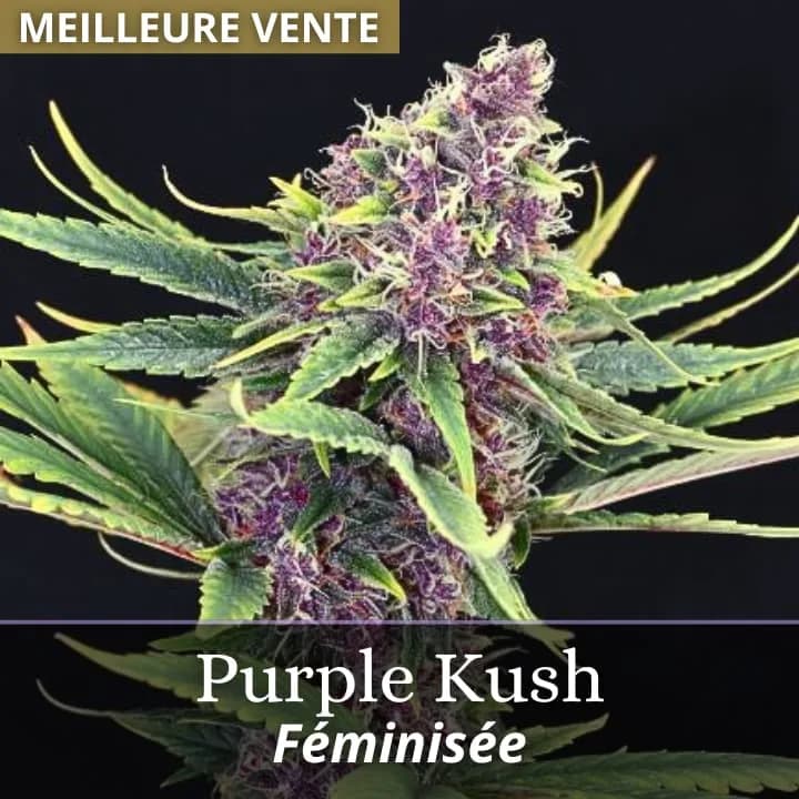 Purple Kush