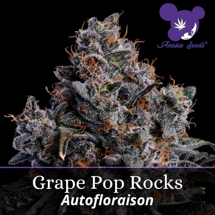 Grape Pop Rocks Auto