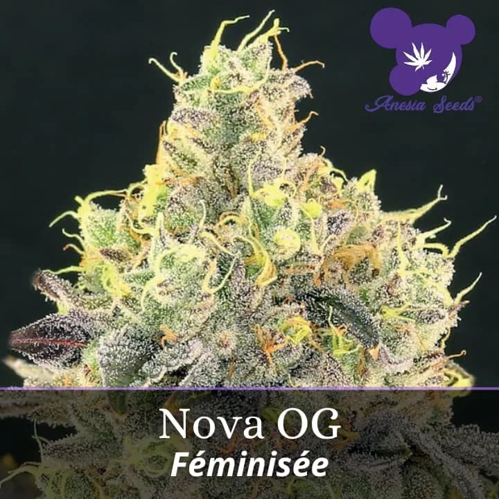 Nova OG