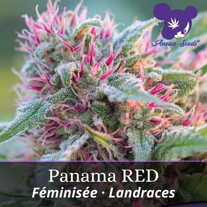 Panama RED