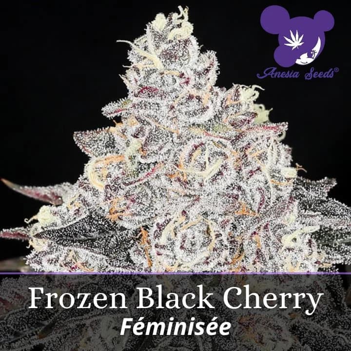 Frozen Black Cherry