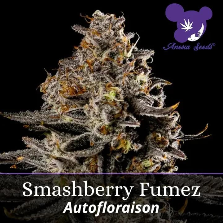 Smashberry Fumez Auto