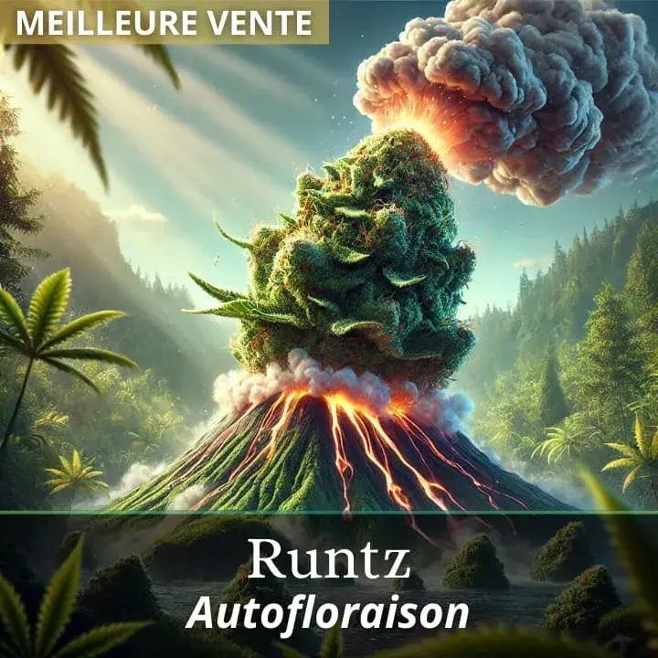 Runtz Auto