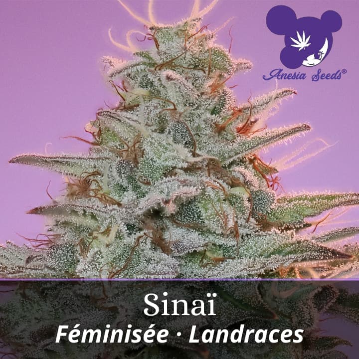 Sinaï