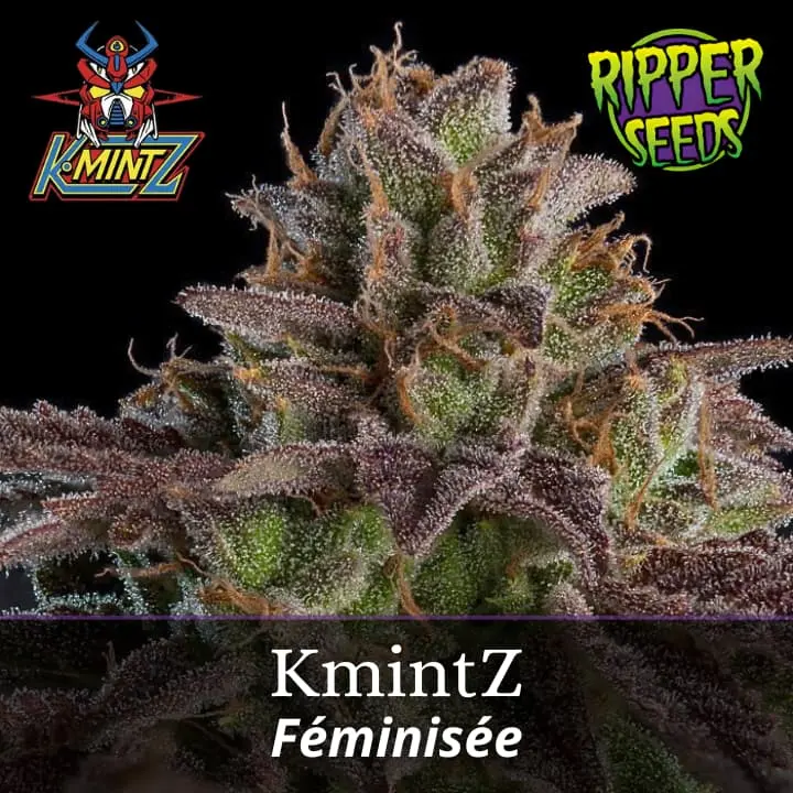 KmintZ