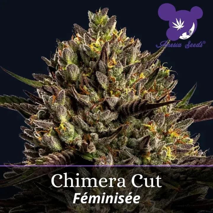 Chimera Cut