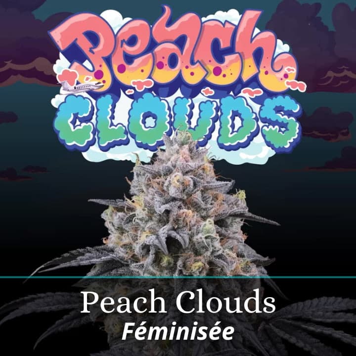 Peach Clouds