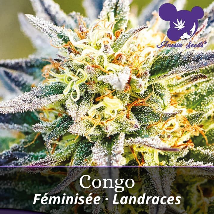 Congo