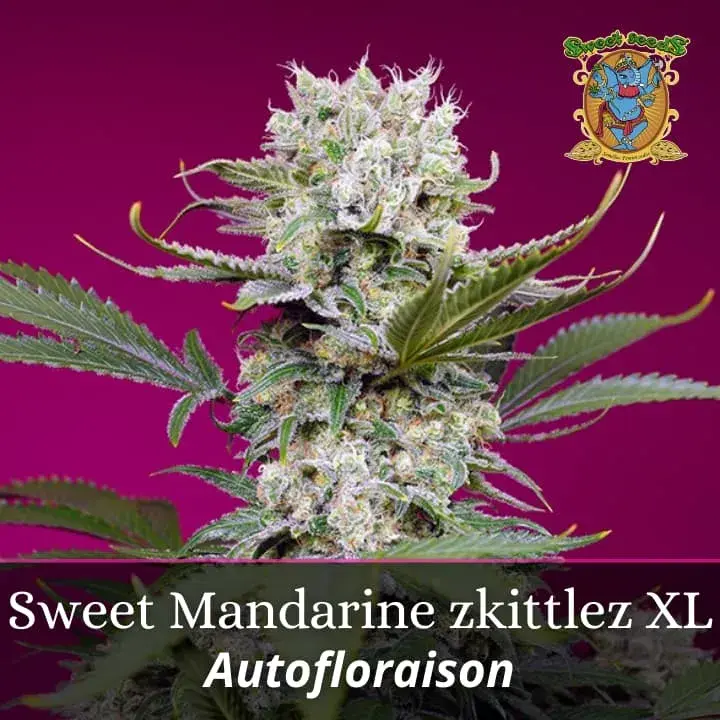 Sweet Mandarine Zkittlez XL Auto PROMO