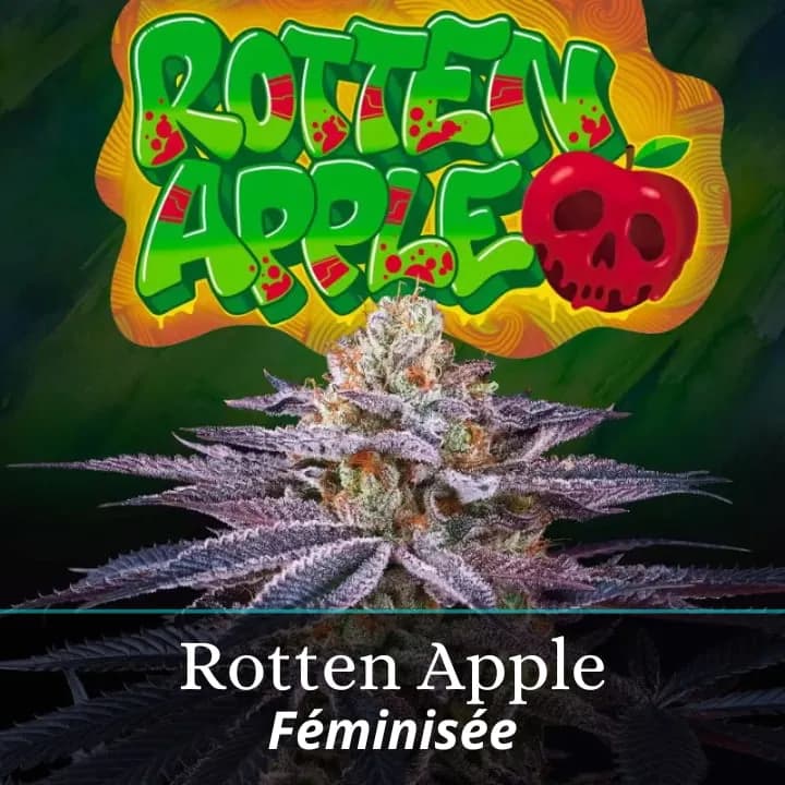 Rotten Apple