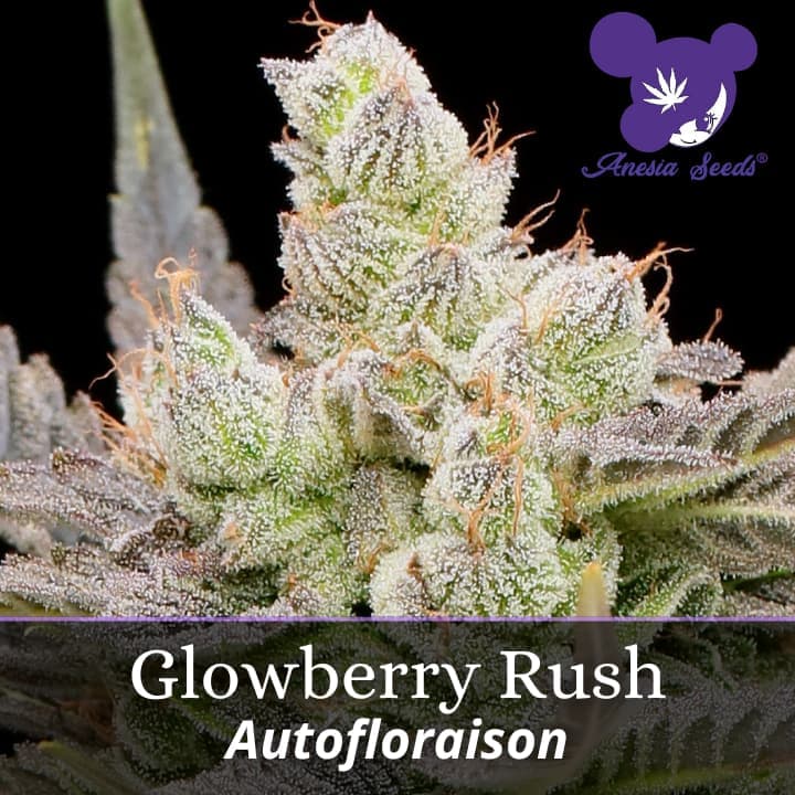 Glowberry Rush Auto
