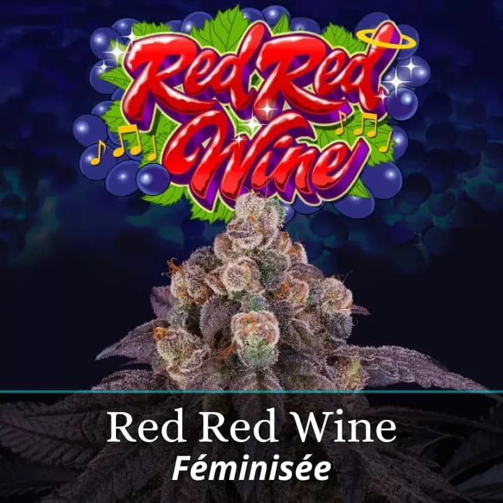 Red Red Wine