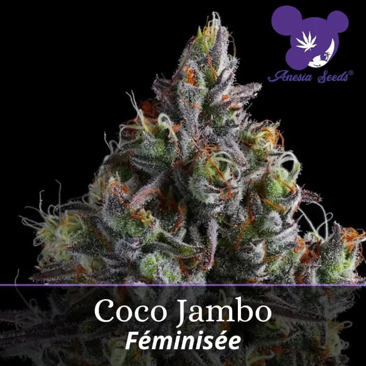 Coco Jambo