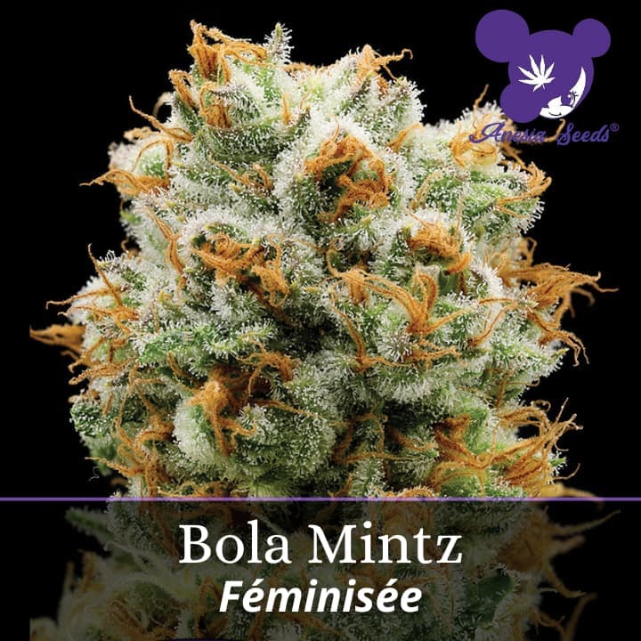 Bola Mintz