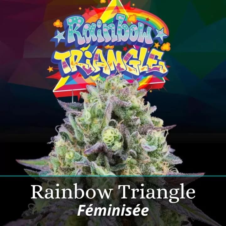Rainbow Triangle