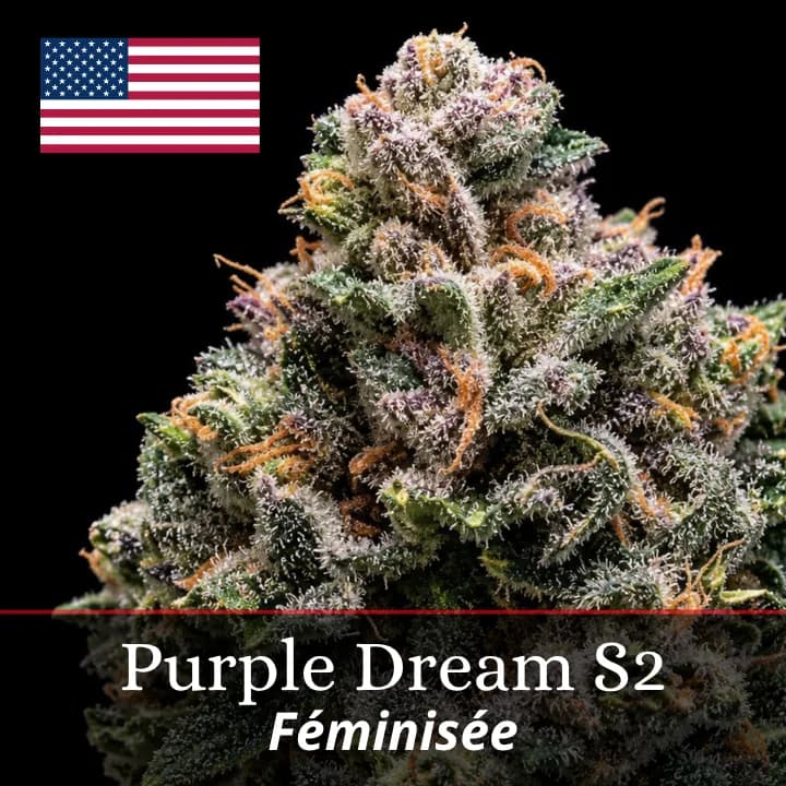 Purple Dream S2