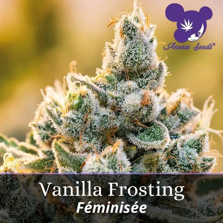 Vanilla Frosting