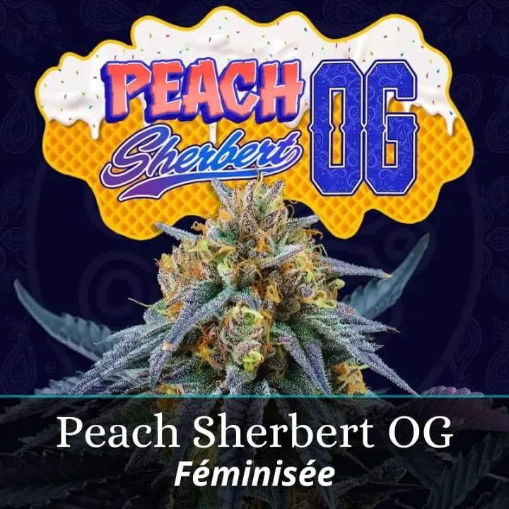 Peach Sherbert OG