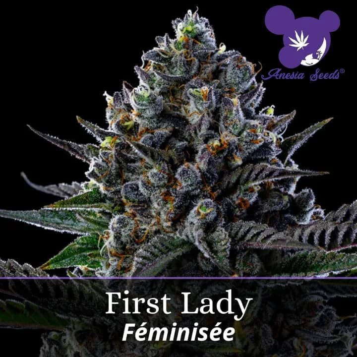 First Lady
