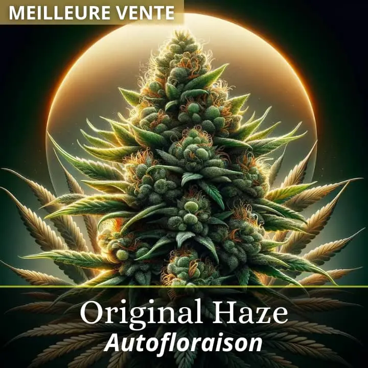 Haze Auto
