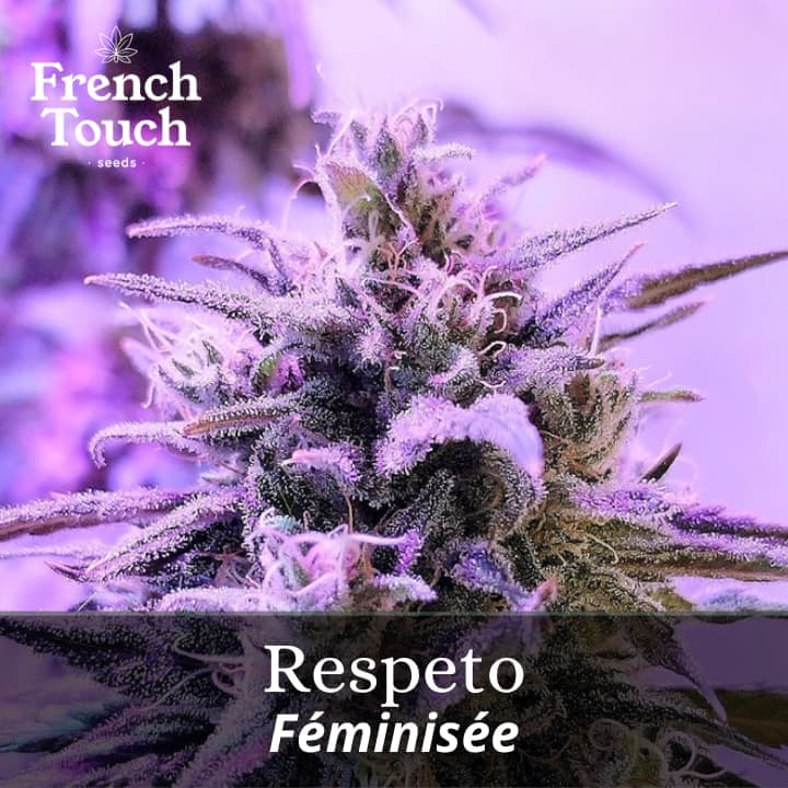 Respeto