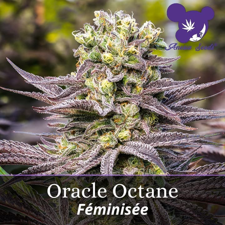 Oracle Octane