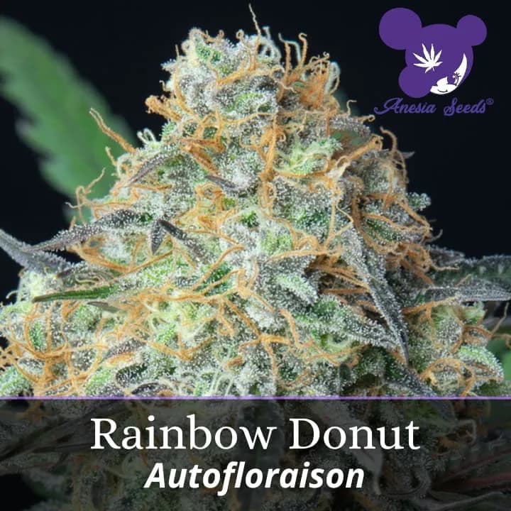 Rainbow Donut Auto