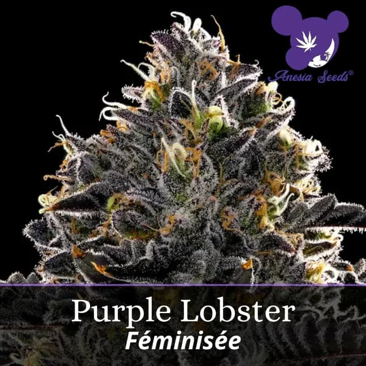Purple Lobster