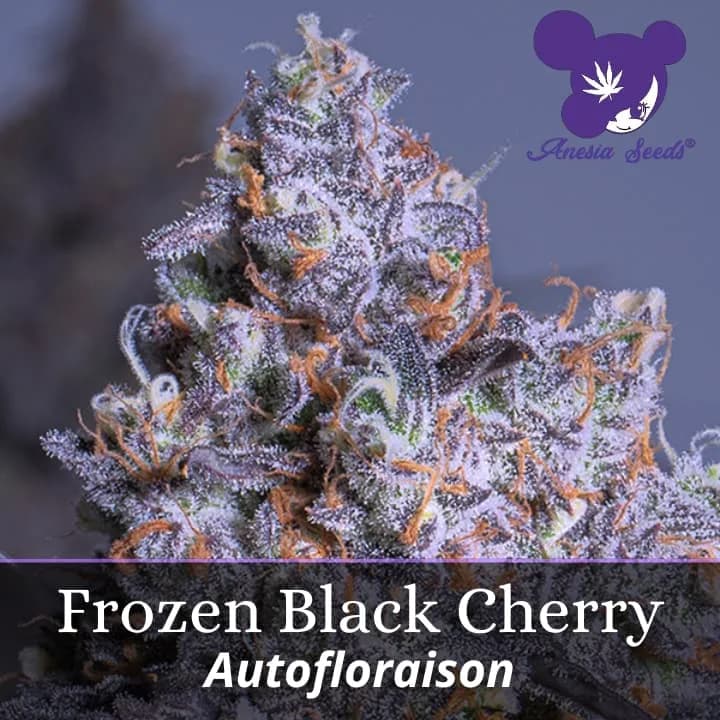 Frozen Black Cherry Auto