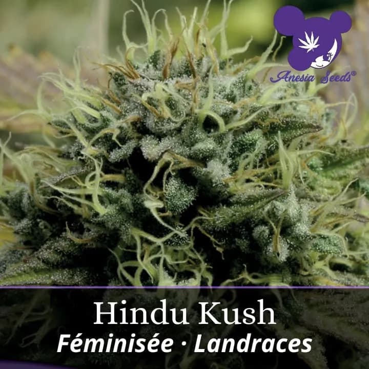 Hindu Kush