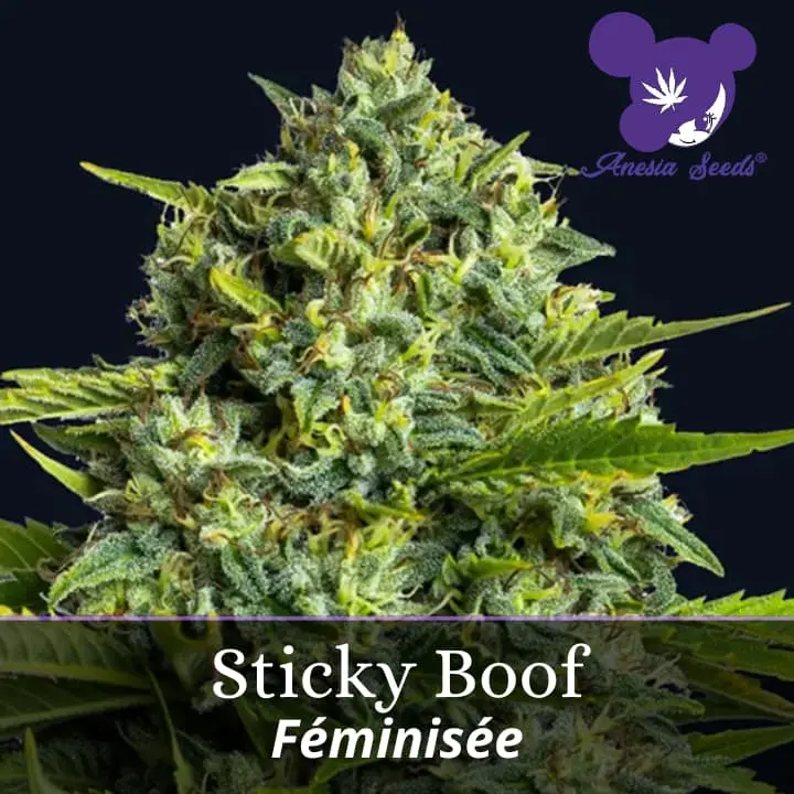 Sticky Boof