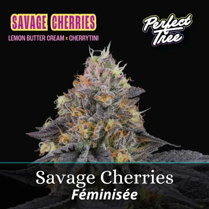 Savage Cherries