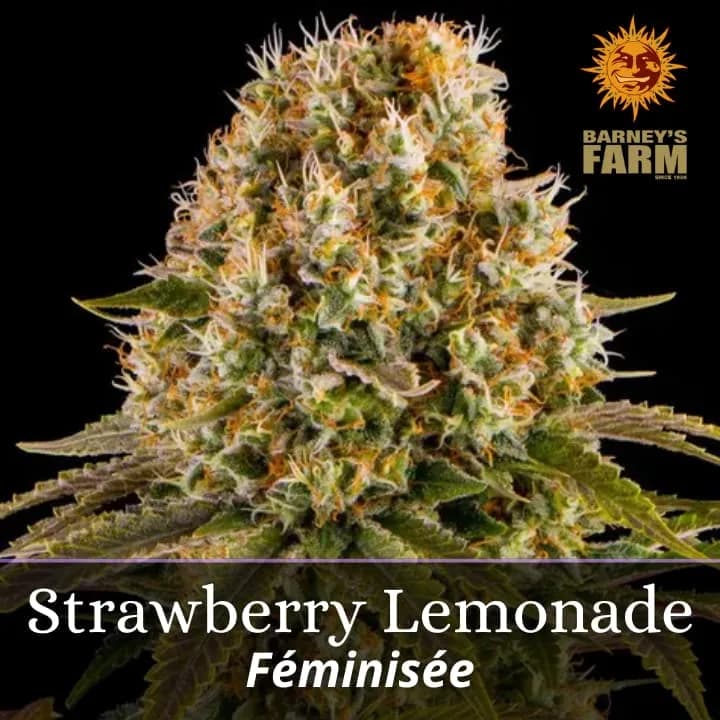 Strawberry Lemonade