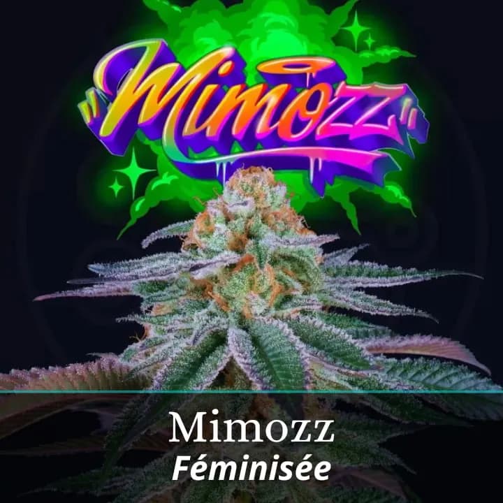 Mimozz