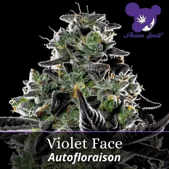 Violet Face Auto